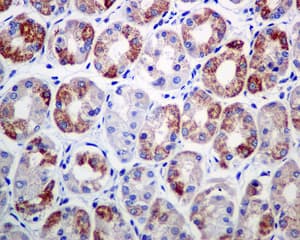Ndufs4 Antibody Ep7832 Bsa And Azide Free Ab232337  Immunohistochemistry Formalin Pfa Fixed Paraffin Embedded Sections Img140971