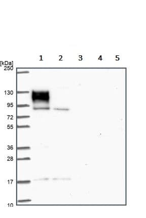 Anti-EPB41L1 antibody(AB244499)