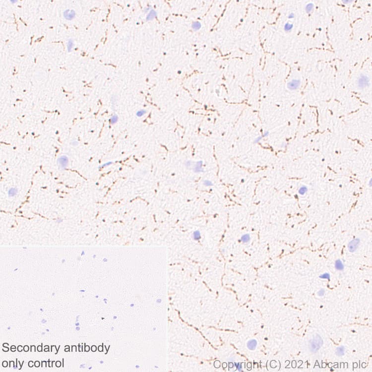 Anti-TPH2 antibody [EPR25100-29] - BSA and Azide free(AB288068)