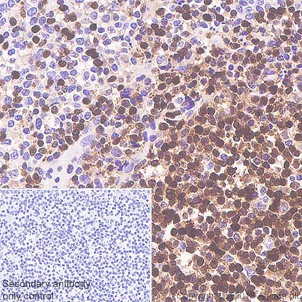 Anti-Tcl1 antibody [SP248] - BSA and Azide free(ab242426)