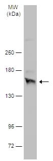 Anti-NMDAR2A antibody - N-terminal(AB227233)