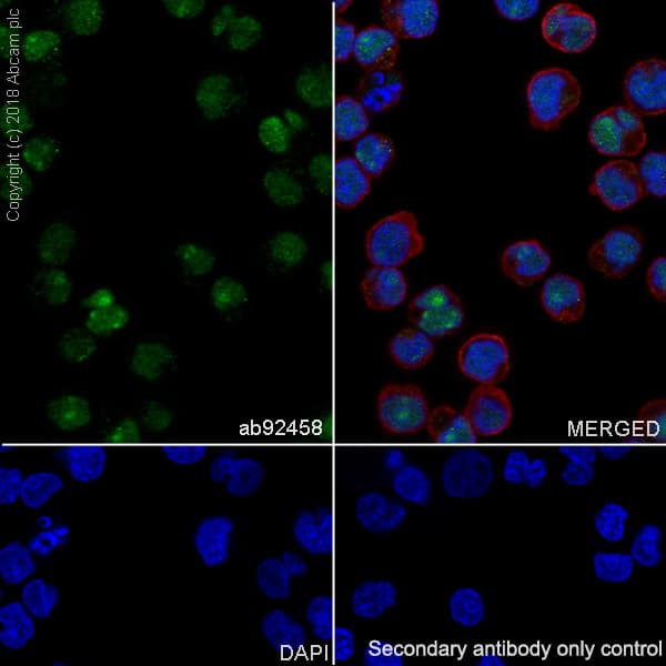 Oct 2 Antibody Epr542 Bsa And Azide Free Ab239913  Immunocytochemistry Immunofluorescence Img67542