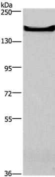 Gpcr Gpr124 Antibody Ab198817  Western Blot Img60841