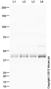 Hud Antibody Ab96474  Western Blot Img133005