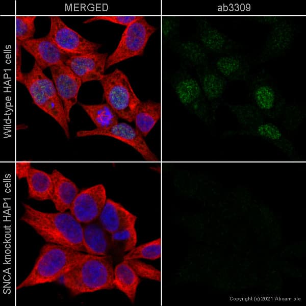 Anti-Alpha-synuclein antibody [syn204](AB3309)