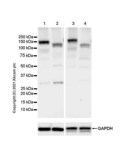 Eph Receptor A3 Antibody Epr24479 136 Bsa And Azide Free Ab281946  Western Blot Img174523