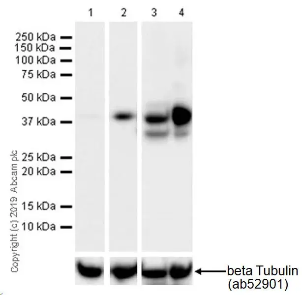 Anti-LINE-1 ORF1p antibody [EPR22227-54](AB230966)