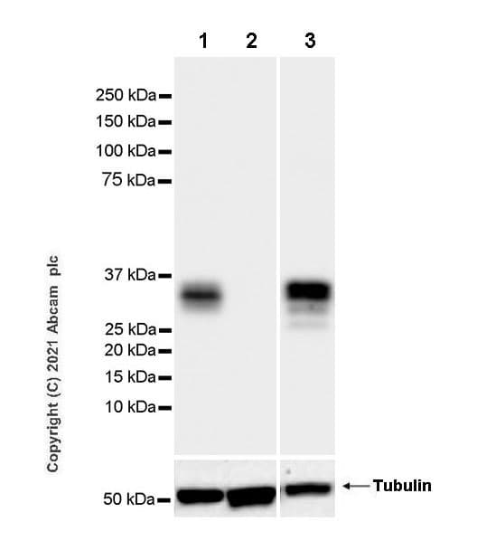 Granzyme B Antibody Epr8260 Mouse Igg1 Chimeric Ab283315  Western Blot Img177748