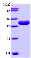 Recombinant Human ISG15 protein(ab78929)