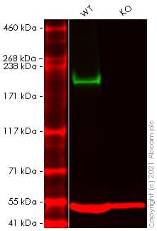 Anti-BRG1 antibody [EPNCIR111A] - BSA and Azide free (Detector)(AB274672)