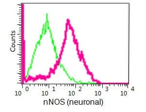 Anti-nNOS (neuronal) antibody [EP1855Y](AB76067)