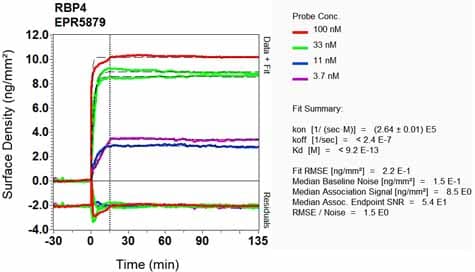 Rbp4 Antibody Epr5879 Bsa And Azide Free Ab248553  Oi Rd Scanning Img83519