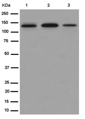 Anti-TLR9 antibody [EPR14964-2](AB187148)