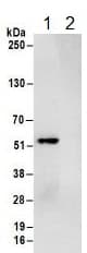 Anti-RBM22 antibody(AB157105)