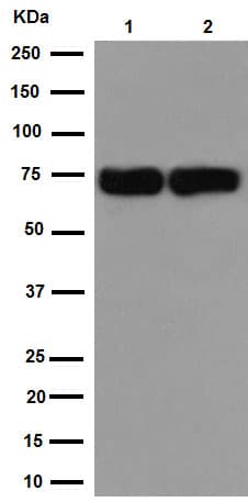 Exosome Panel (Calnexin, CD9, CD63, CD81, Hsp70, TSG101)(AB275018)