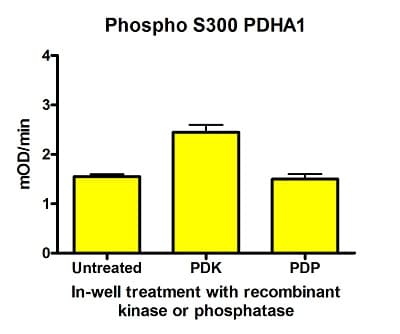 Phospho S300 Pdh E1 Alpha Protein Pdha1 Profiling Elisa Kit Ab115345  Functional Studies Img106218