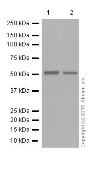 Anti-ERG antibody [EPR3864](AB92513)