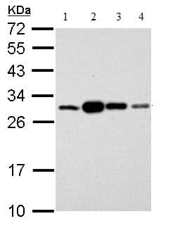 Anti-14-3-3 sigma/SFN antibody(AB151504)