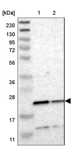 Anti-TMED2 antibody(ab251705)
