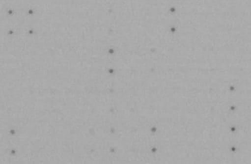 Human Inflammation Antibody Array Membrane 40 Targets Ab134003  Multiplex Protein Detection Img121260