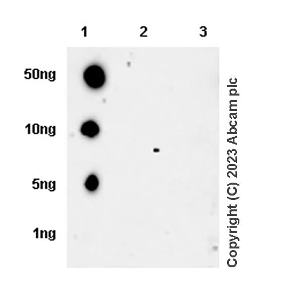 Anti-Aldose reductase antibody [EPR28780-7] - BSA and Azide free(AB316017)