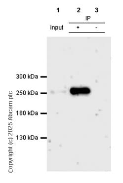 Rna Polymerase Ii Rpb1 Antibody Epr1509y Chip Grade Ab76123  Immunoprecipitation Img450297