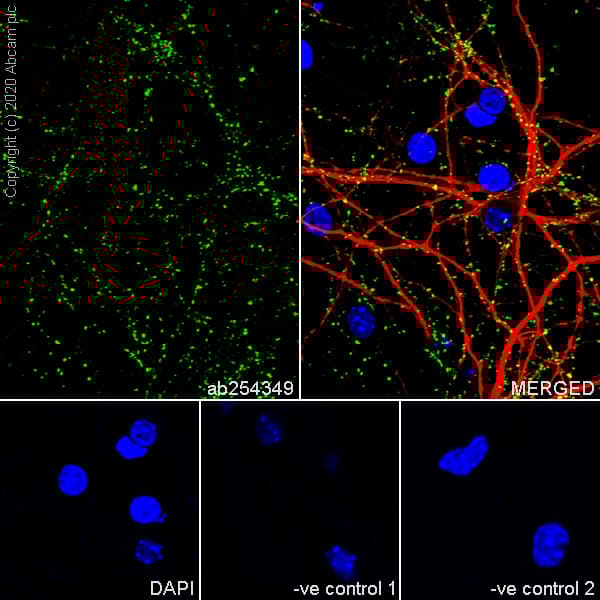 Anti-Synapsin I antibody [EPR23531-50] - Synaptic Marker(AB254349)