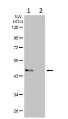 Anti-GNAS antibody(AB97629)