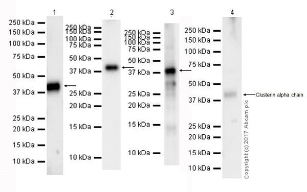 Anti-Clusterin alpha chain antibody [EPR17539-95] - BSA and Azide free(AB230150)