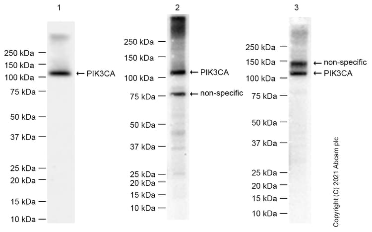 Goat Anti-Rabbit IgG H&L (HRP)(AB97051)
