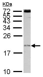 Eif1ay Antibody Ab155546  Western Blot Img98094
