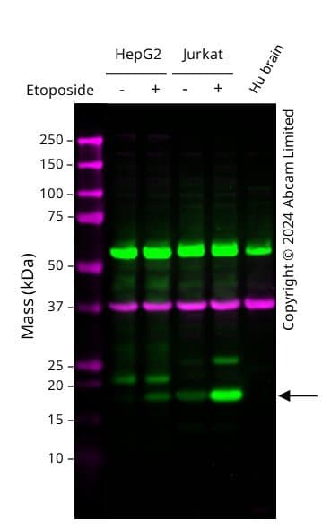 Anti-gamma H2A.X (phospho S139) antibody [9F3](AB26350)