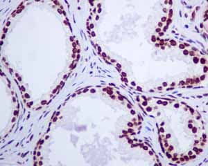 Anti-Histone H2A.Z antibody [EPR6171(2)(B)] - ChIP Grade(AB150402)