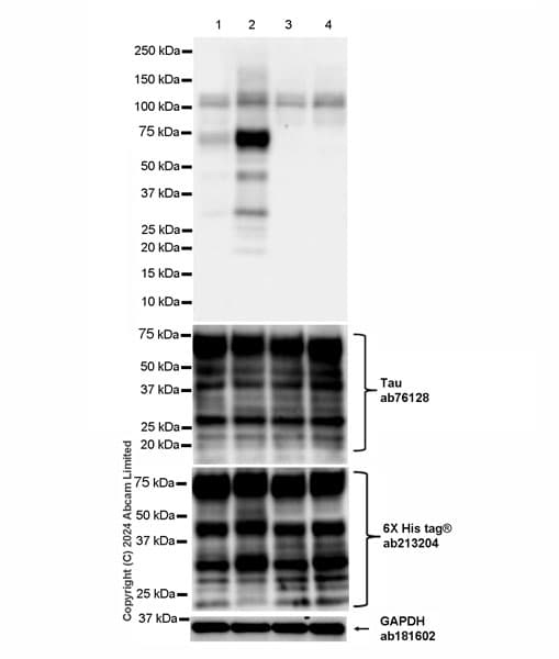 Anti-Tau antibody [EP2456Y](AB76128)
