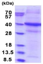Recombinant Human CD172 gamma protein (denatured)(AB180289)
