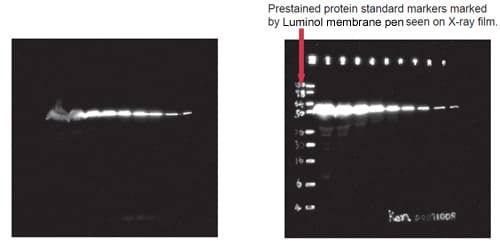Western Blot Marker Pen(AB166858)
