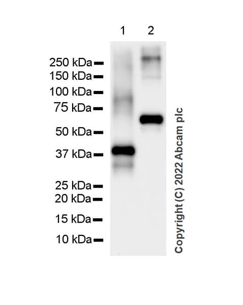 Smad2 Smad3 Antibody 18 Smad2 3 Bsa And Azide Free Ab305326  Western Blot Img406159