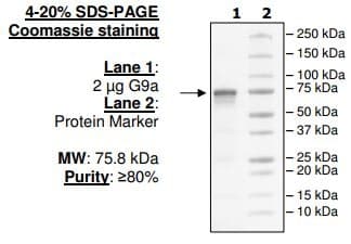 Recombinant human EHMT2/G9A protein(AB80323)