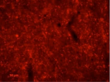 Anti-AGRP antibody(AB228495)