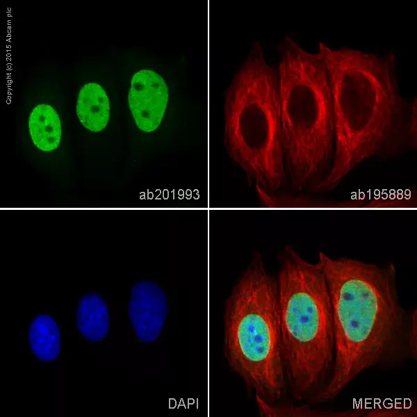 Alexa Fluor® 488 Anti-O-Linked N-Acetylglucosamine antibody [RL2](AB201993)
