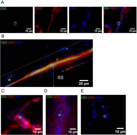 Anti-CD3 epsilon antibody(ab5690)