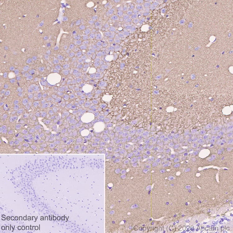 Anti-Synapsin I antibody [EPR23531-50] - Synaptic Marker(AB254349)