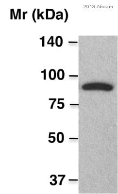 Anti-Strep-tag II antibody(AB76949)