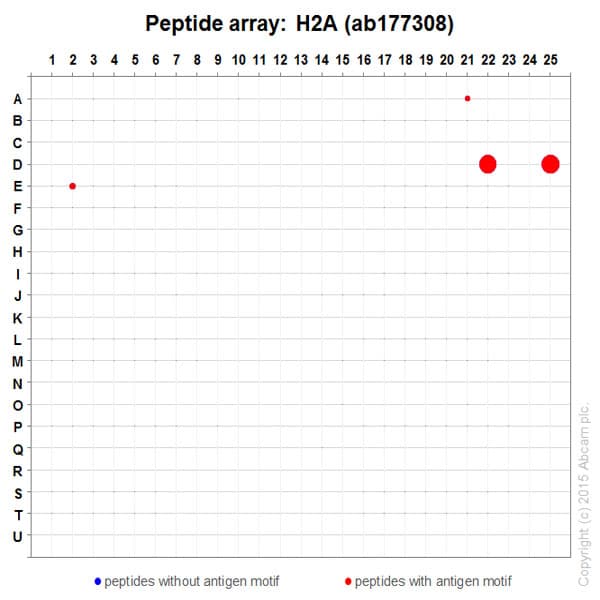 Anti-Histone H2A antibody [EPR17470] - ChIP Grade(AB177308)