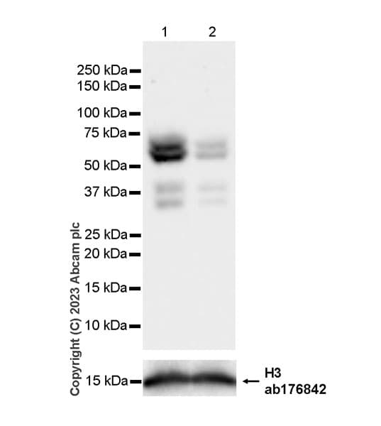 Anti-Histone H3 antibody [EPR16987] - Nuclear Marker and ChIP Grade(AB176842)