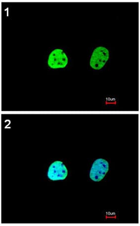 Anti-hnRNP A1 antibody(AB137780)