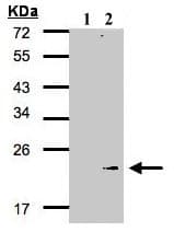 Gpx 7 Antibody Ab96257  Western Blot Img86652
