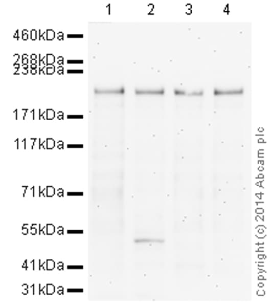 HRP Anti-BRG1 antibody [EPNCIR111A](AB196315)