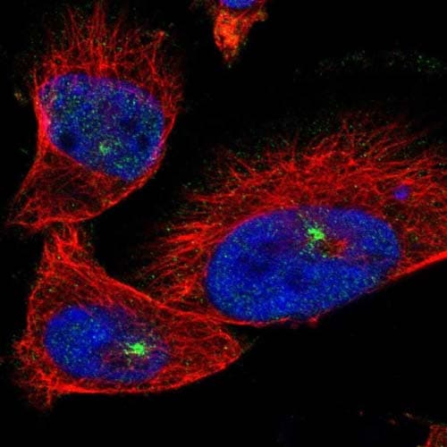 Kiaa1107 Apache Antibody Ab121799  Immunocytochemistry Immunofluorescence Img107930