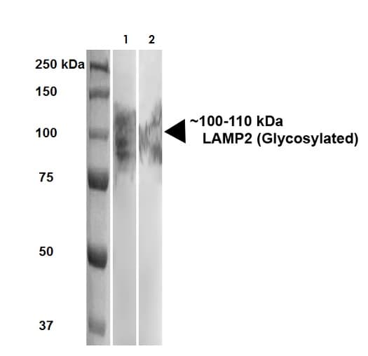 Anti-LAMP2 antibody [GL2A7](AB13524)